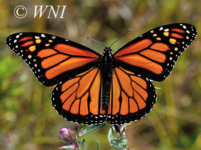 Monarch butterfly (Danaus plexippus)